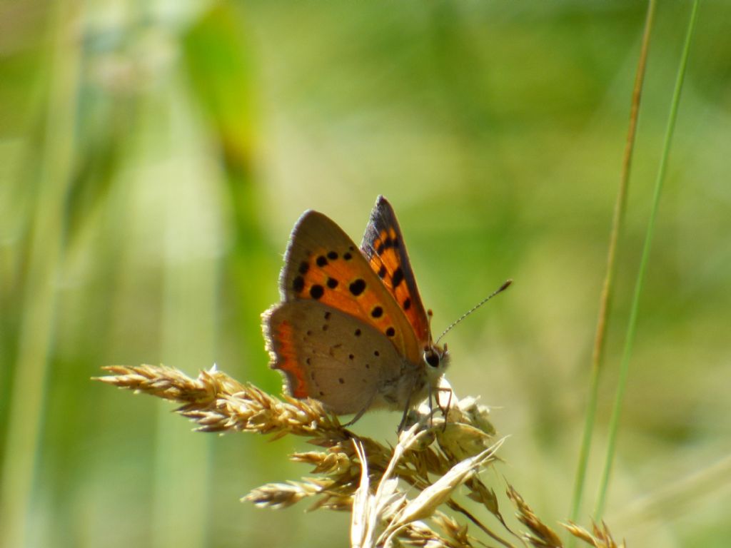 Lycaena phlaeas